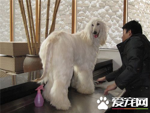 阿富汗猎犬的价格 价格大约为2000到15000元