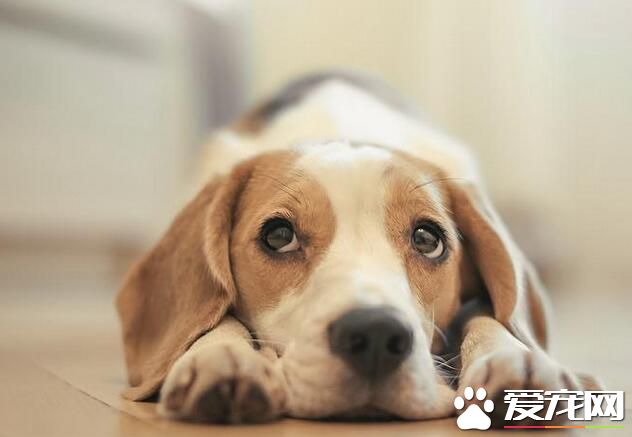 比格犬忠诚吗 比格犬比较亲和忠诚服从性高
