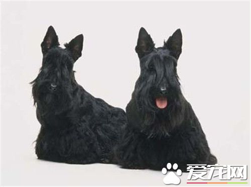 苏格兰梗犬怎么样 很难与其它犬只友好相处