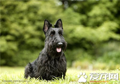 苏格兰梗如何训练 首先要让狗记住你对它的呼唤