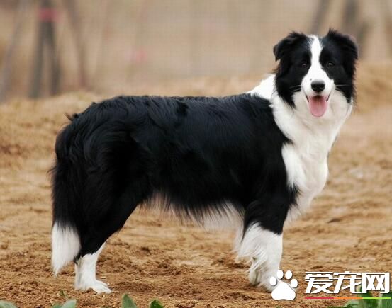 边境牧羊犬狗粮价格 根据年龄阶段选择狗粮