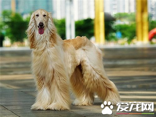 阿富汗猎犬剃毛 阿富汗猎犬能剃毛吗