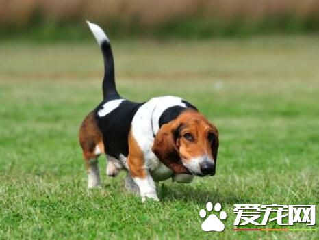 巴吉度猎犬品相 凹陷的深褐色的大眼睛