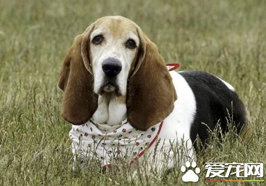 巴吉度猎犬掉毛吗 季节掉毛状况会特别严重