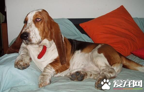 巴吉度猎犬品相 凹陷的深褐色的大眼睛