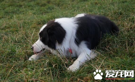 边境牧羊犬多钱一只 地域决定边境牧羊犬价格