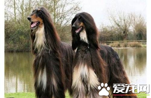 阿富汗猎犬的价格 价格大约为2000到15000元