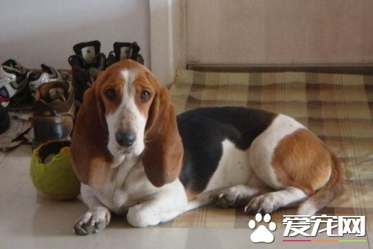 巴吉度猎犬和拉布拉多哪个聪明 拉布拉多比较聪明