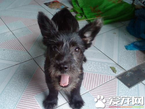 苏格兰梗犬性格 苏格兰梗警惕而勇敢