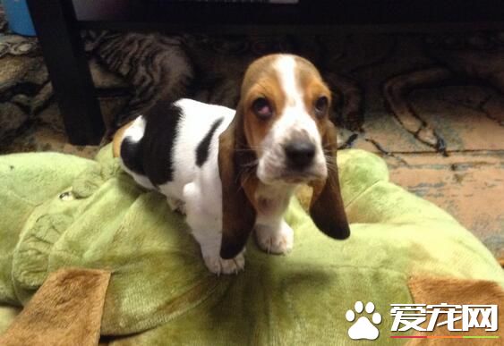 巴吉度猎犬性格 巴吉度的性格温和十分忠心