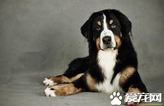 选购伯恩山犬标准 伯恩山犬成犬的选购标准