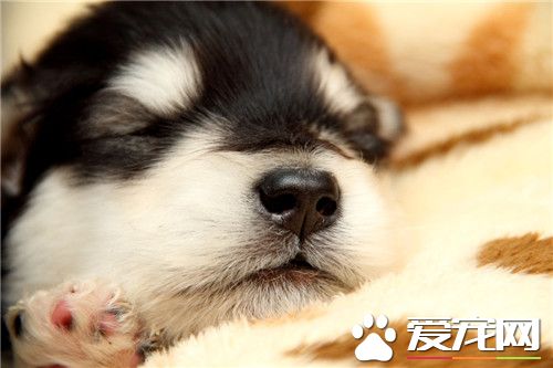 阿拉斯加雪橇犬会看家吗 阿拉斯加不适合看门