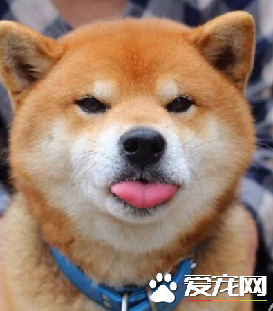 柴犬大概多少钱一只 纯种售价在1.5到3万之间