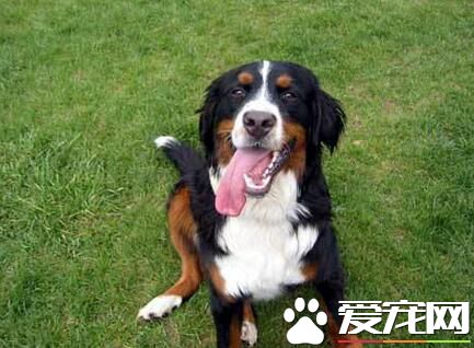 选购伯恩山犬标准 伯恩山犬成犬的选购标准