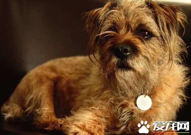 边境梗价格 边境梗价格大约为1000到3000元