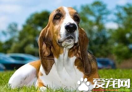 巴吉度猎犬是哪国的 巴吉度猎犬是出产于法国