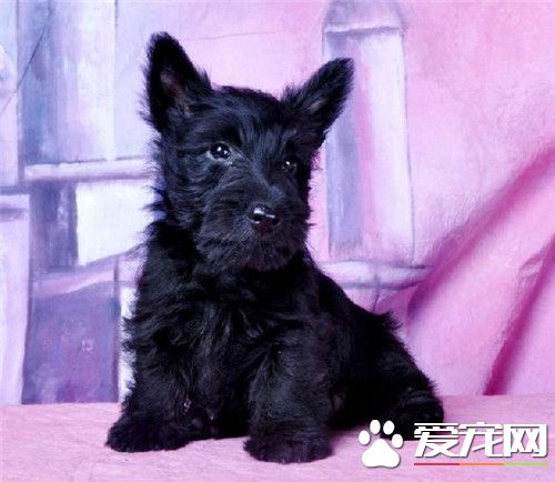 苏格兰梗和雪纳瑞区别 苏梗腿短脸更长