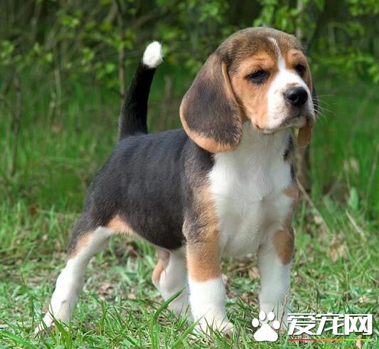 比格犬智商排名多少 比格犬排在72位左右