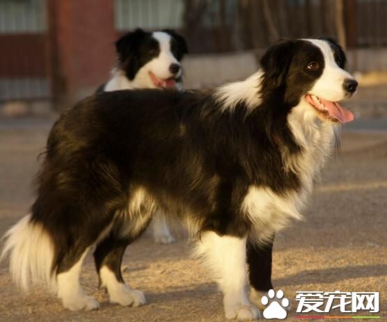 边境牧羊犬各色系价钱 黑白色的一千五到三千