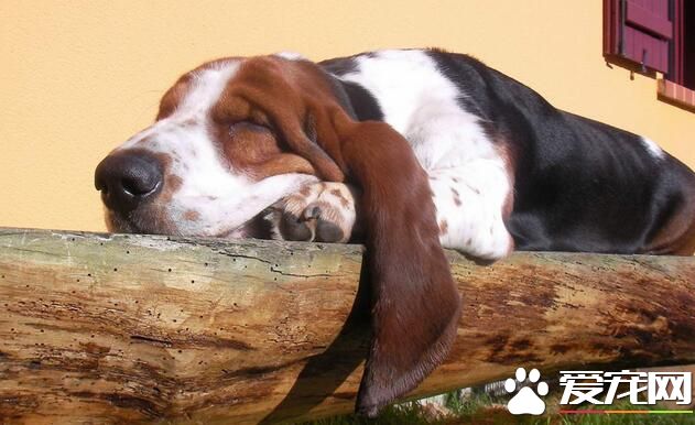 巴吉度猎犬是哪国的 巴吉度猎犬是出产于法国