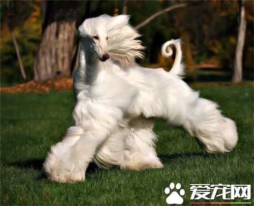 阿富汗猎犬掉毛程度 阿富汗猎犬掉毛怎么办