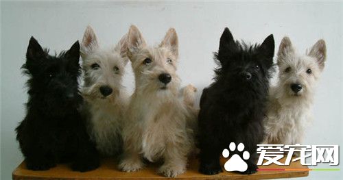 苏格兰梗剪什么毛型好 定期为它清除耳垢