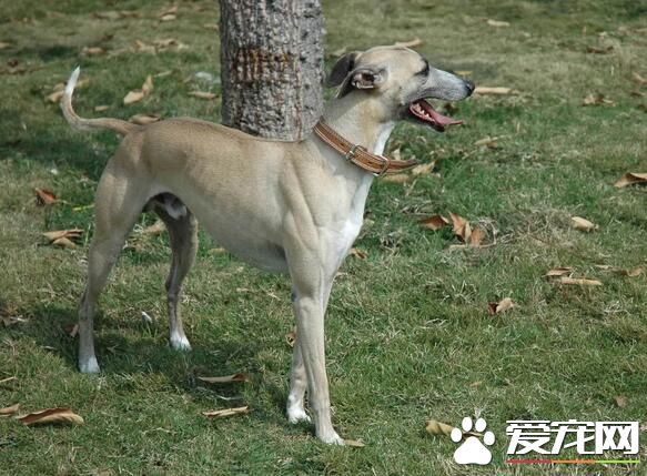 意大利灵缇有什么血统 意大利灵缇与灵缇