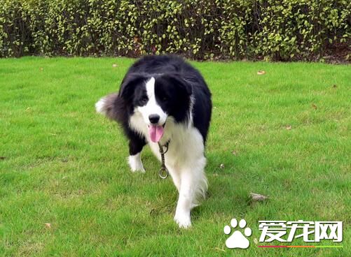 边境牧羊犬狗粮价格 根据年龄阶段选择狗粮