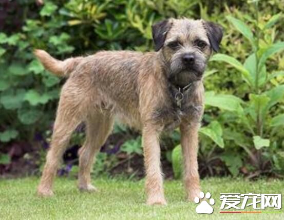 边境梗价格 边境梗价格大约为1000到3000元