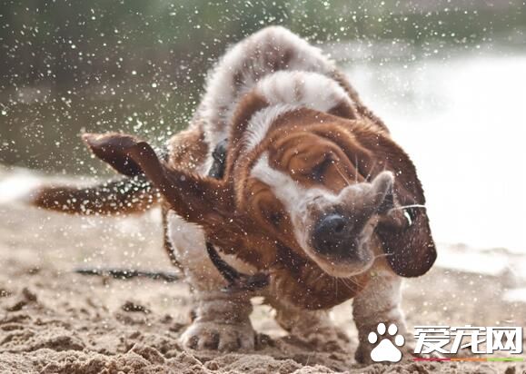 巴吉度猎犬聪明度 还是比较聪明的狗