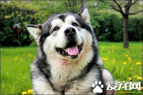 阿拉斯加雪橇犬掉毛严重如何解 皮肤病会导致异常掉毛