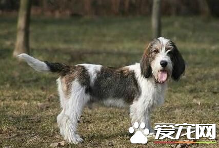 贝吉格里芬凡丁犬价格 价格大约为1000到3000元