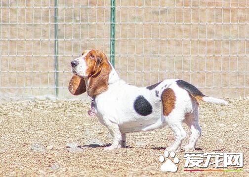 巴吉度猎犬的价格 一般在2000到9500元之间