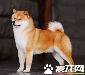 柴犬大概多少钱一只 纯种售价在1.5到3万之间