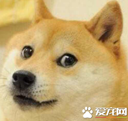 柴犬大概多少钱一只 纯种售价在1.5到3万之间