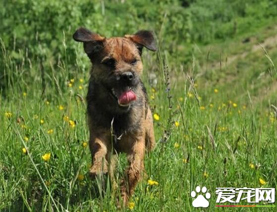 边境梗价钱贵吗 地区不同价格也不一样