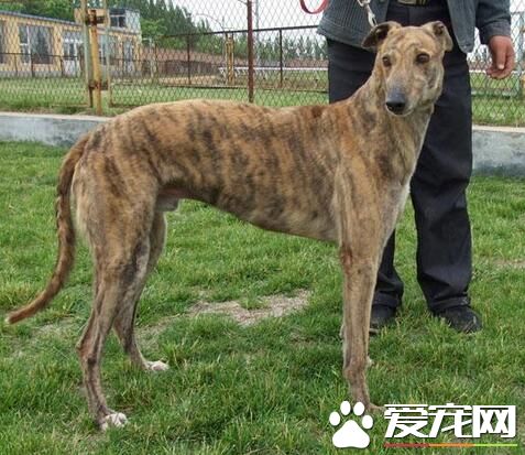 意大利灵缇有什么血统 意大利灵缇与灵缇