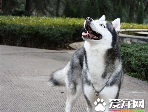 阿拉斯加雪橇犬闹吗 十分愿意与人亲近的犬种