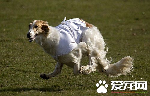 苏俄猎狼犬那里有卖 在网上也可以买到