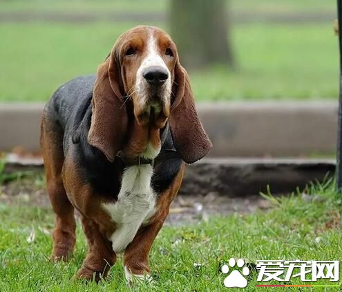 巴吉度猎犬的价格 一般在2000到9500元之间