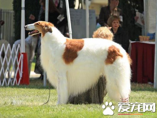 苏俄猎狼犬介绍 是一种体格结实的大型犬