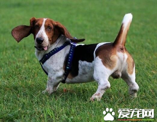 巴吉度猎犬哪里有 巴吉度猎犬产地法国