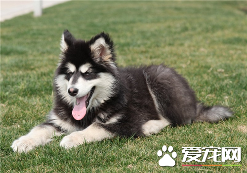 阿拉斯加雪橇犬会乱咬人吗 正常情况不会咬人