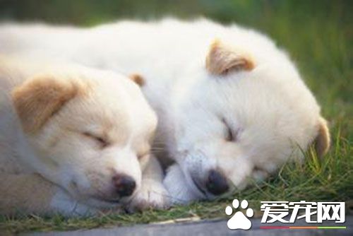 狗狗一年需要打几次疫苗 疫苗什么时间打