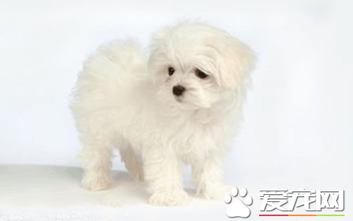 狗狗进口疫苗哪种好 了解狗狗进口疫苗有哪些