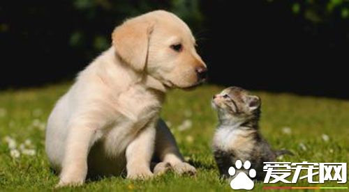 给狗狗打什么疫苗好 告诉你狗狗疫苗有哪几种