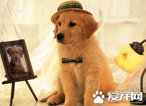 狗狗剖腹产要多少钱 狗狗要生产前的症状