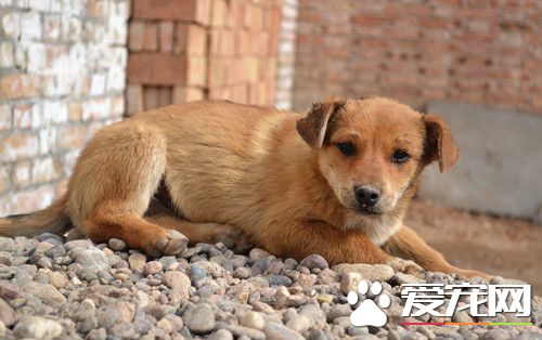 狗狗得了犬瘟热怎么办 犬瘟热需要注意事项
