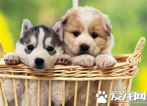 狗狗咳嗽有痰怎么办 狗狗咳嗽的原因