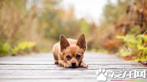 狗狗沐浴露排行榜 如何挑选狗狗沐浴露